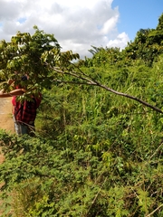 Libidibia monosperma