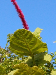 Coccoloba rugosa