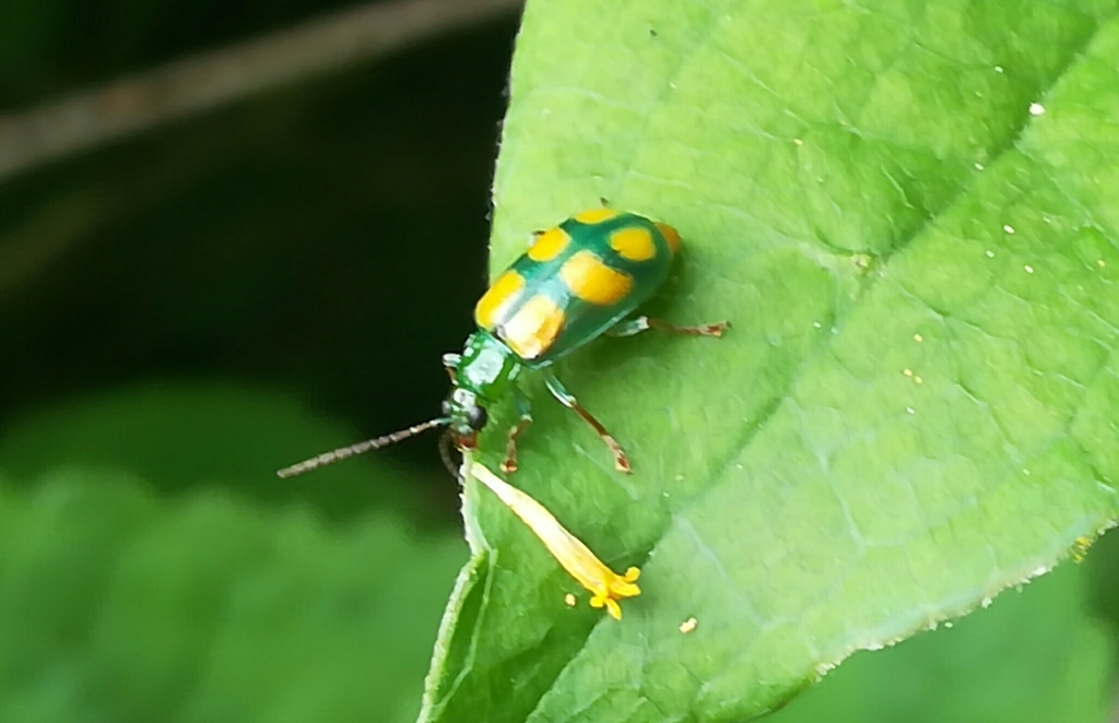 Diabrotica sexmaculata