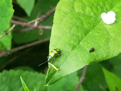 Diabrotica sexmaculata