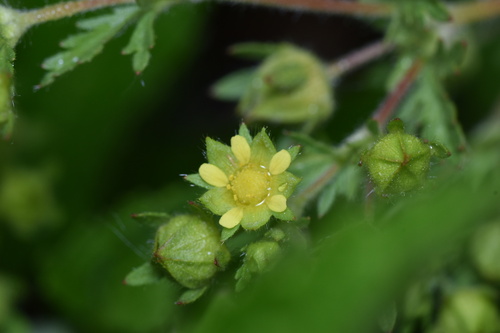 Potentilla supina iNat (3)