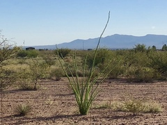 Fouquieria splendens