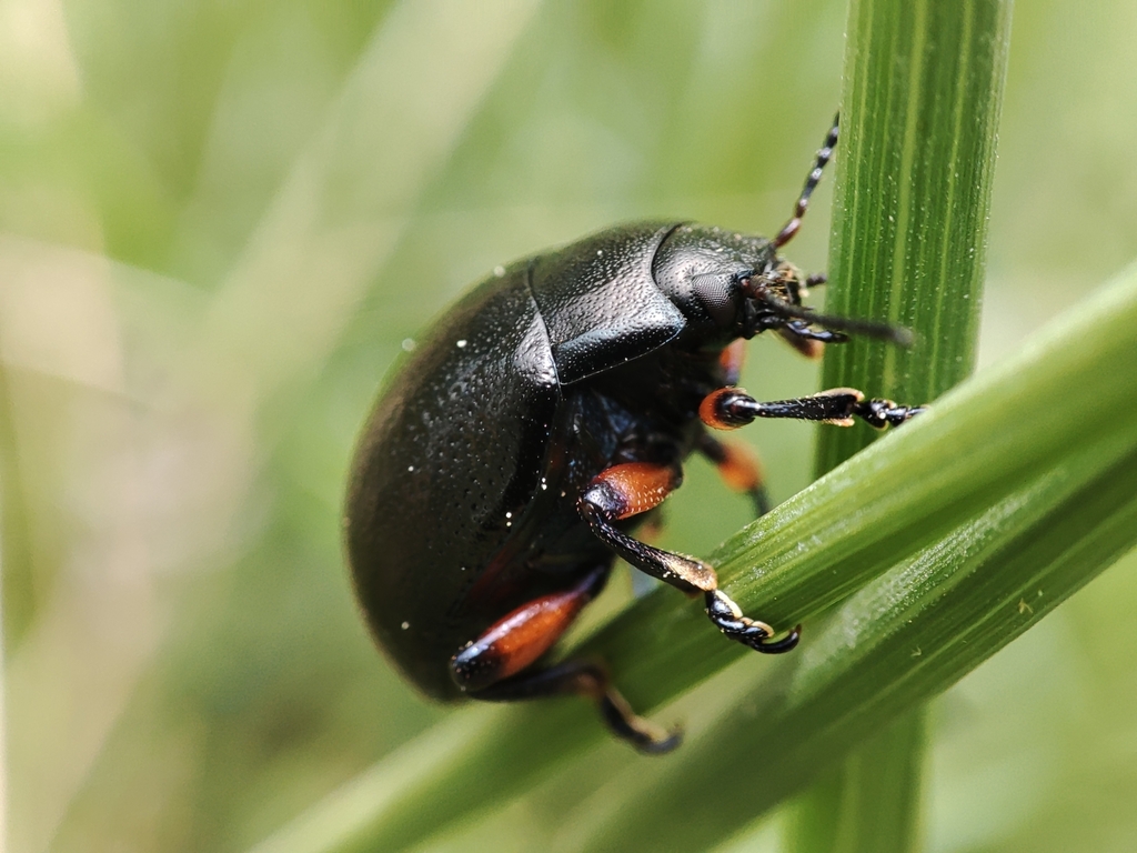 Chrysolina femoralis