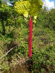 Coccoloba rugosa