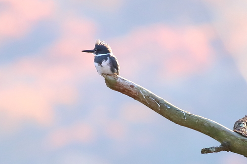 Belted Kingfisher photographed in Connecticut