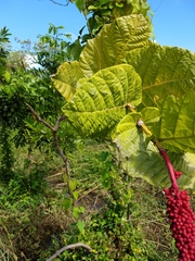 Coccoloba rugosa