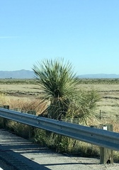 Yucca elata