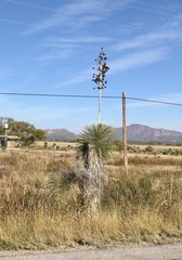 Yucca elata