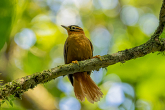 Black-Capped Foliage-Gleaner photo 5