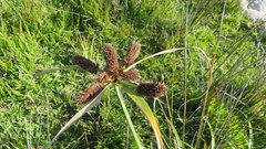 Cyperus thunbergii