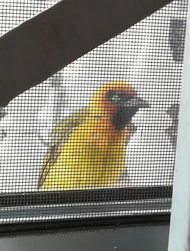 Olive-naped Weaver (Ploceus brachypterus), photo 2