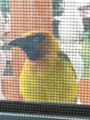 Ploceus brachypterus