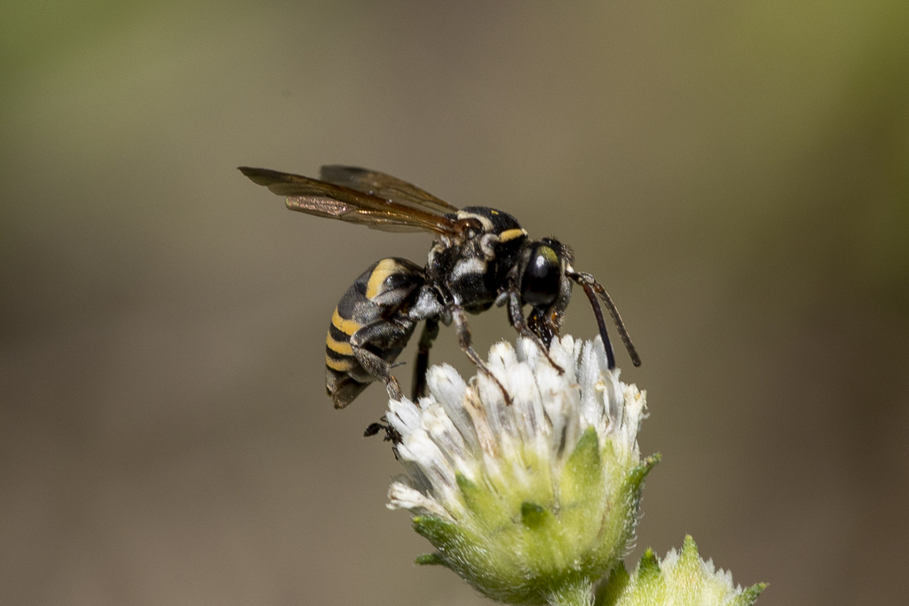 Triepeolus mexicanus