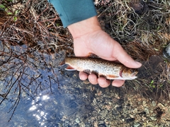 Salvelinus fontinalis image
