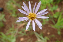 Afroaster hispidus