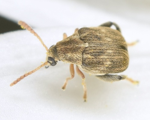 Meibomeus musculus