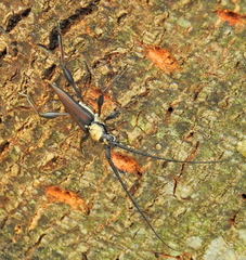 Paramombasius pubicollis