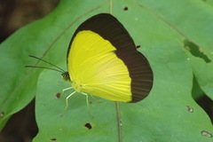 Eurema candida