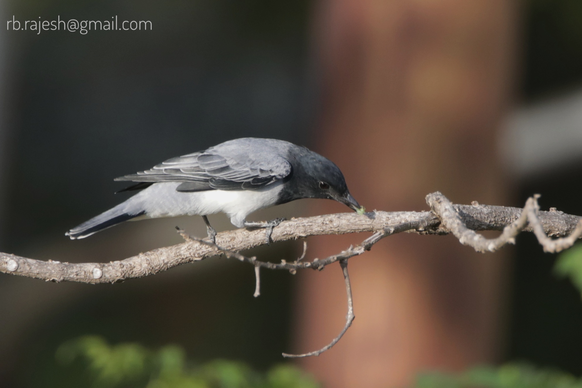 Black-headed Cuckooshrike