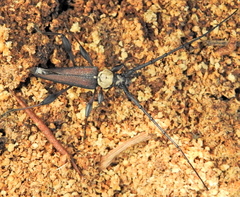 Paramombasius pubicollis
