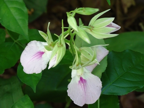 Eulophia guineensis