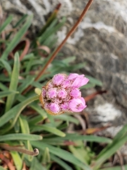 Armeria maritima californica