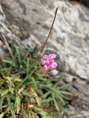 Armeria maritima californica