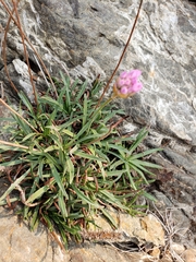 Armeria maritima californica