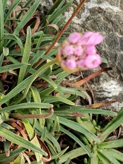 Armeria maritima californica