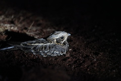 Caprimulgus asiaticus