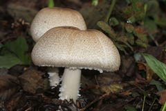 Agaricus phaeolepidotus