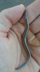 Scelotes bidigittatus