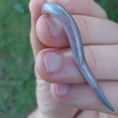 Scelotes bidigittatus