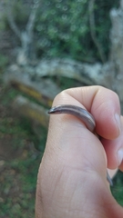 Scelotes bidigittatus