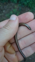 Scelotes mossambicus