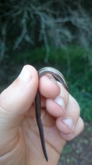 Scelotes mossambicus