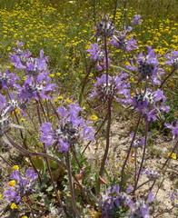 Salvia carduacea