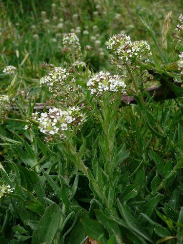 Purpleanther field pepperweed (Lepidium heterophyllum)