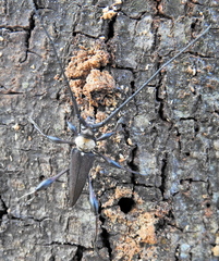 Paramombasius pubicollis