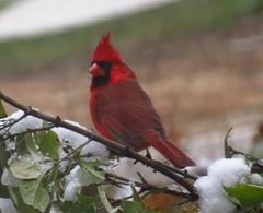 Cardinalis cardinalis cardinalis