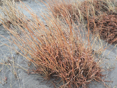 Schizachyrium littorale