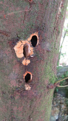 Maytenus acuminata acuminata