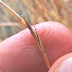 Schizachyrium littorale