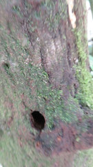 Maytenus acuminata acuminata