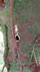 Maytenus acuminata acuminata
