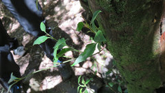 Maytenus acuminata acuminata