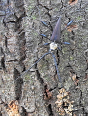 Paramombasius pubicollis