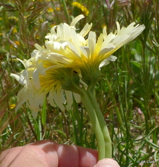 Malacothrix glabrata