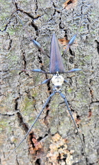 Paramombasius pubicollis