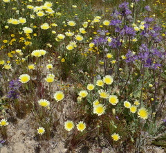 Malacothrix glabrata